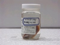 藏品(青纓鮃)的圖片